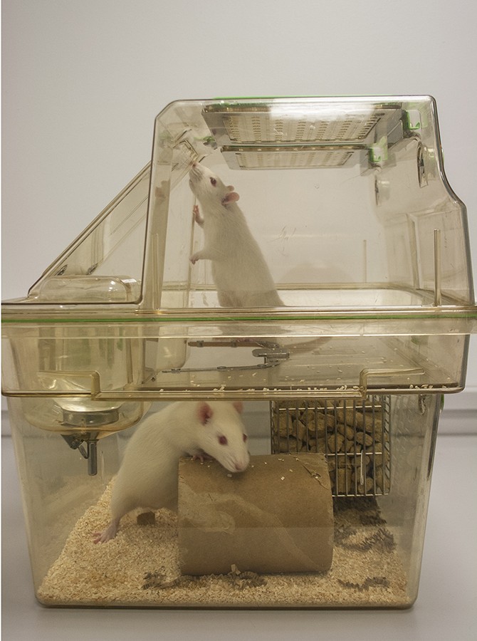 Cage size best sale for 2 rats